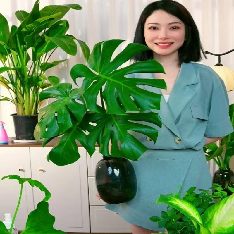 两株开背龟背竹共四片大叶水培盆栽50-60公分左右配灰色大肚瓶