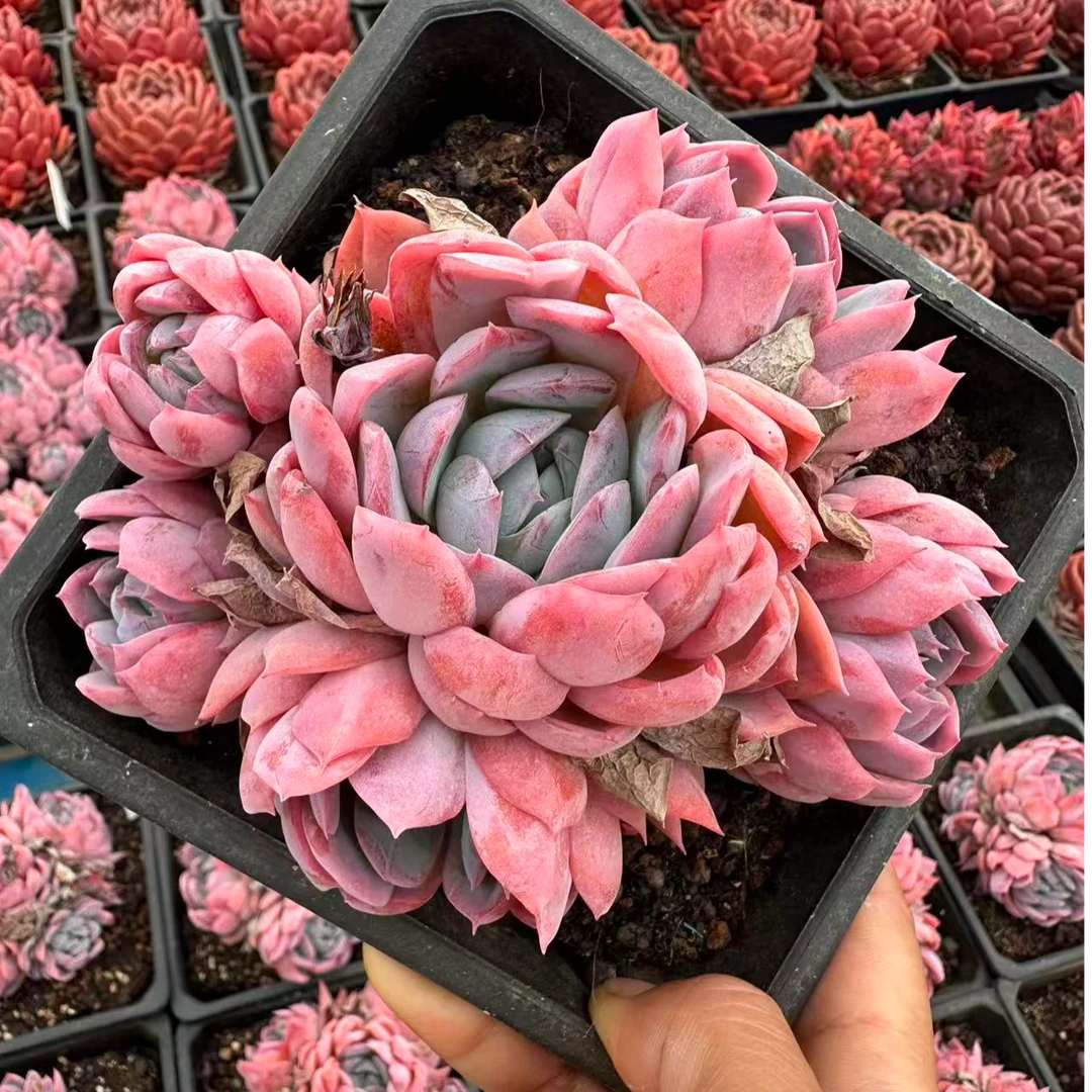 15#龙蛋多肉植物   前男友精品多肉 sm50