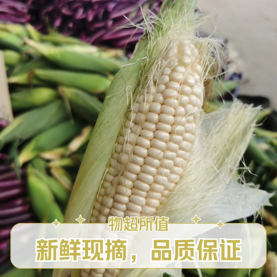 农家自种黏玉米白玉米5斤山东省