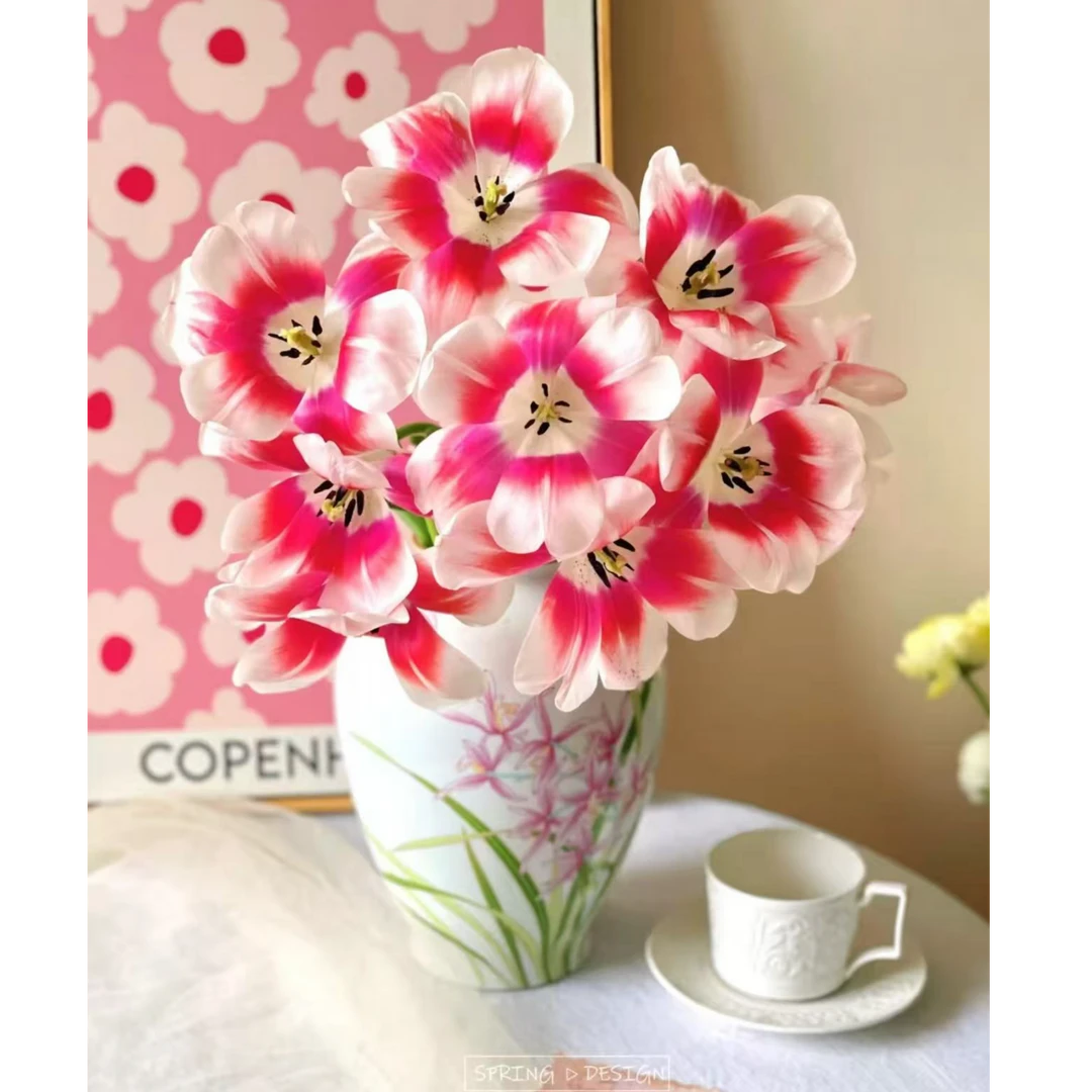 方德-红磨坊郁金香（可爱/大白兔）