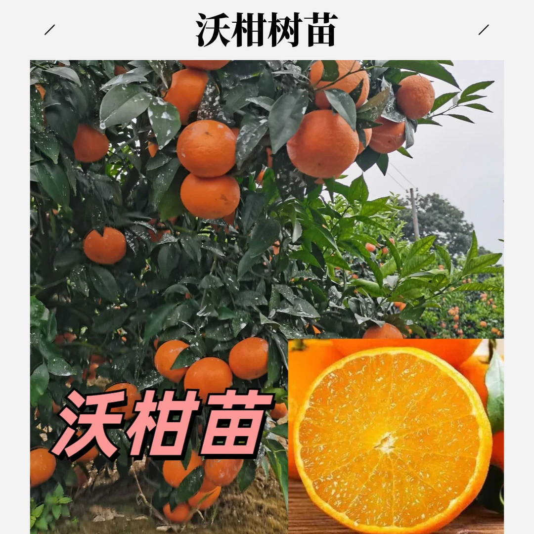 沃柑树苗正宗091无核无籽柑橘苗南方桔子果苗橘子果树苗