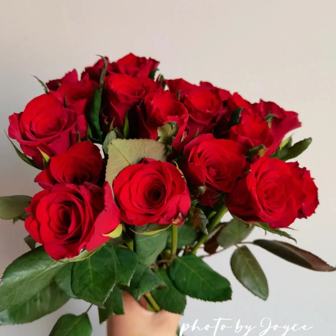 【花千花谷玫瑰】火神，一单中通包邮，两单升级京东或顺丰冷链！