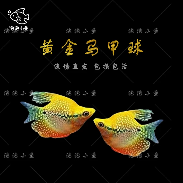 马甲球热带观赏鱼淡水耐养吃蛋白虫适合草缸混养