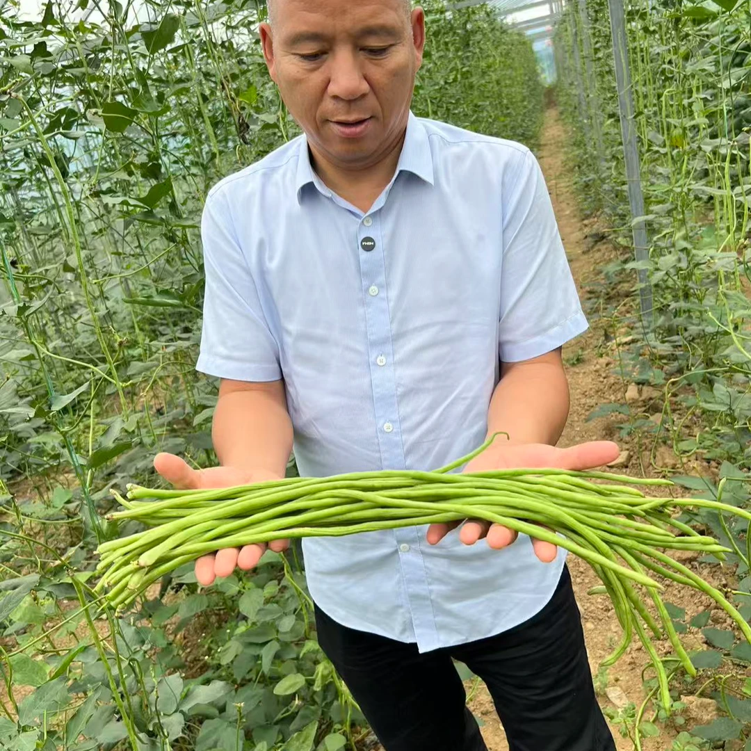 农家自产秃哥新鲜蔬菜现摘现发生吃即食