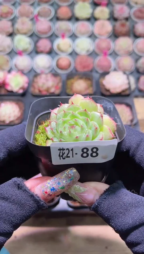 【闪购商品】21-88海王