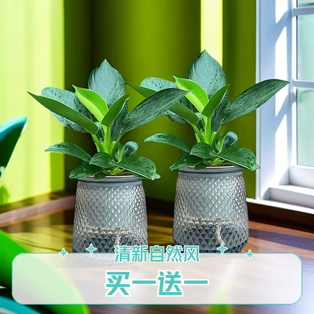 【买1送1】大叶金钻绿公主室内绿植盆栽办公室四季常青水培好养