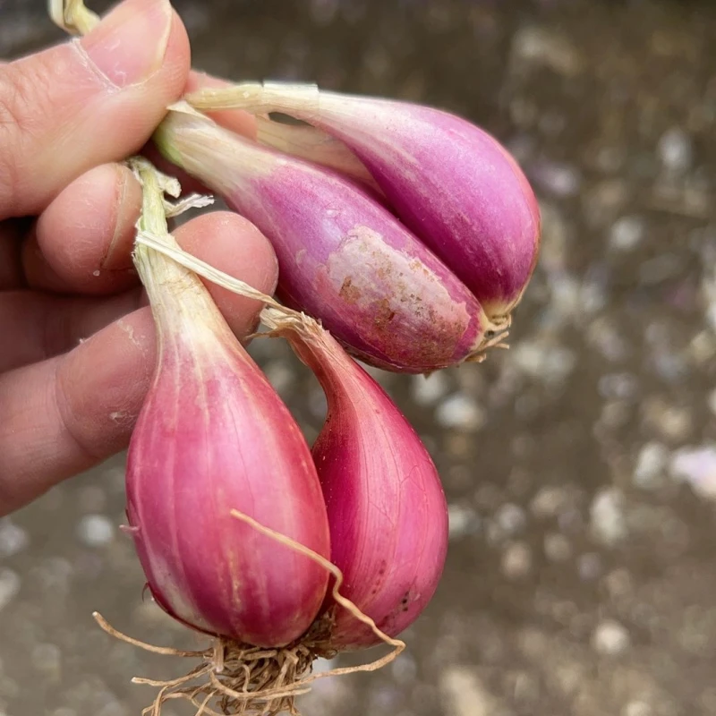 红葱头新鲜小香葱种子正宗小香葱种籽阳台家庭盆栽土培种植火葱头