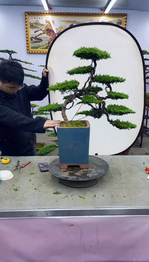 【闪购商品】八斗松/松类活物造型盆景，以直播间截图为啊啊啊