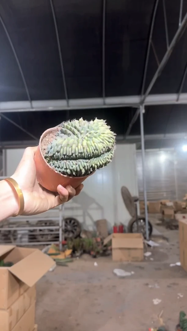 大号 翠皇冠 缀化【造型不指定】