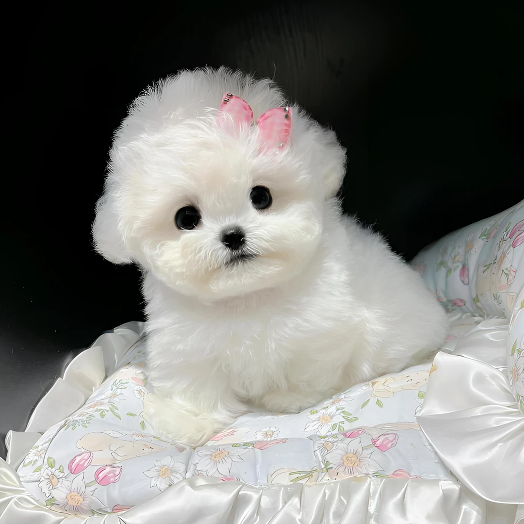 纯种小体韩系比熊犬马尔泰犬宠物活体售卖狗狗