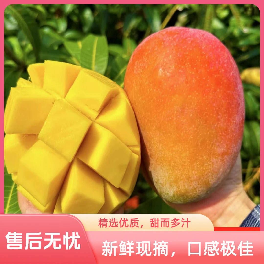 海南红玉芒 玉文芒 高端礼盒三亚直发