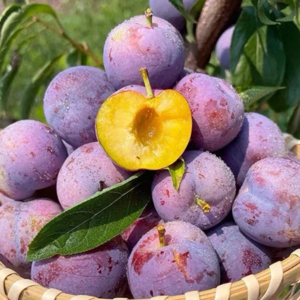 四川正宗五月脆凤凰李脱骨脆甜多汁新鲜应季水果