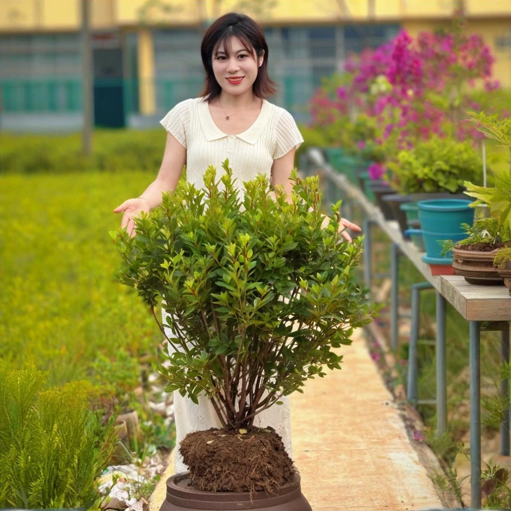 安酷杜鹃-康乃馨（不带盆发货）