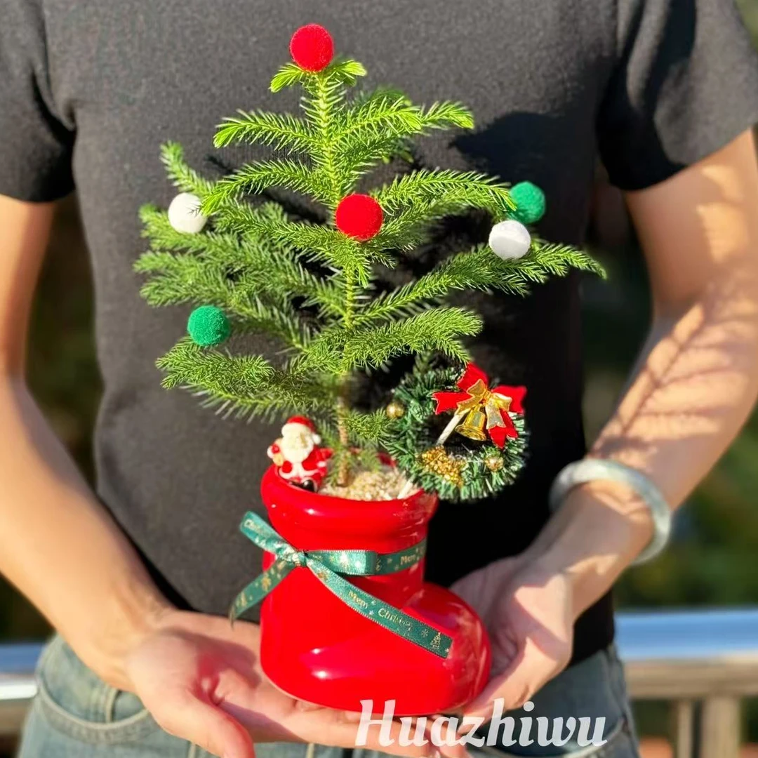 南洋杉圣诞树盆栽室内桌面绿植净化空气好养耐寒节日装饰