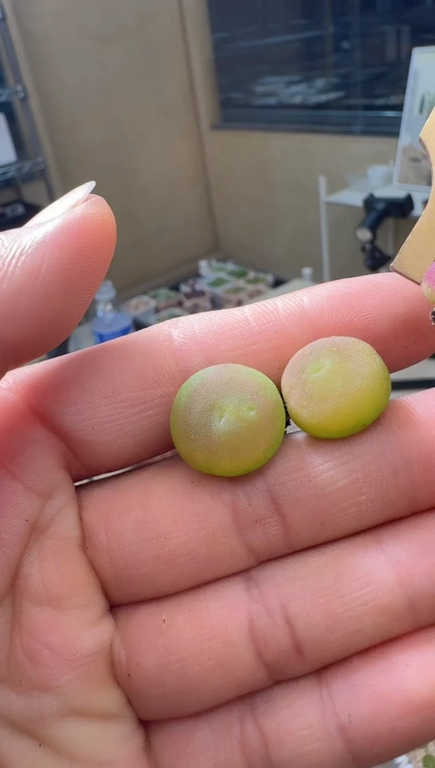 7.4-33多肉植物哈默灯泡一颗