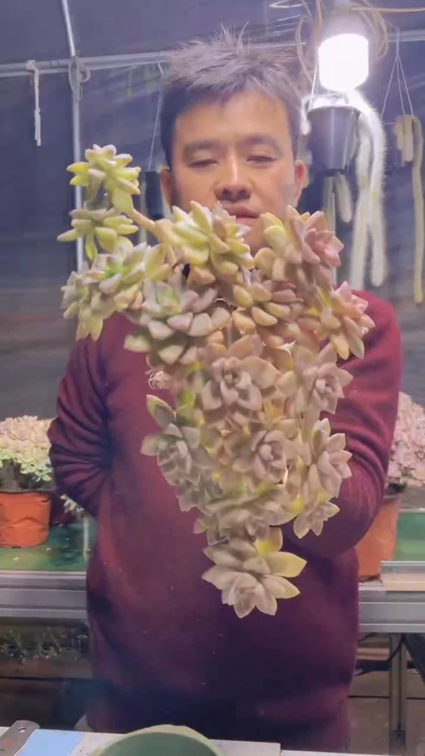 193淡雪缀化一物一拍