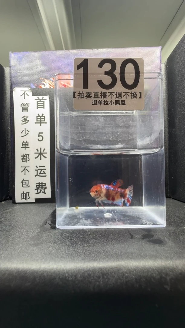 斗鱼母鱼编号：130
