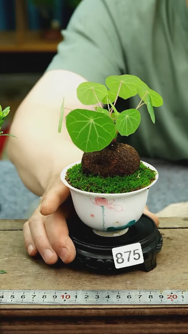 无花朵苔藓微景观875号