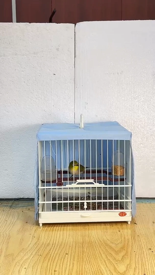 48号  绣眼养笼0元起拍