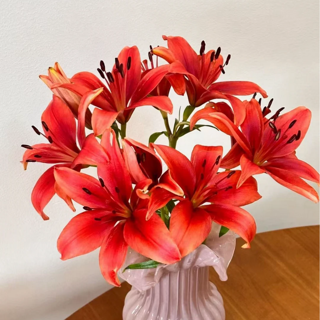 【母亲节限定】3头红宝石亚百合 生花苞小   两单以上包邮