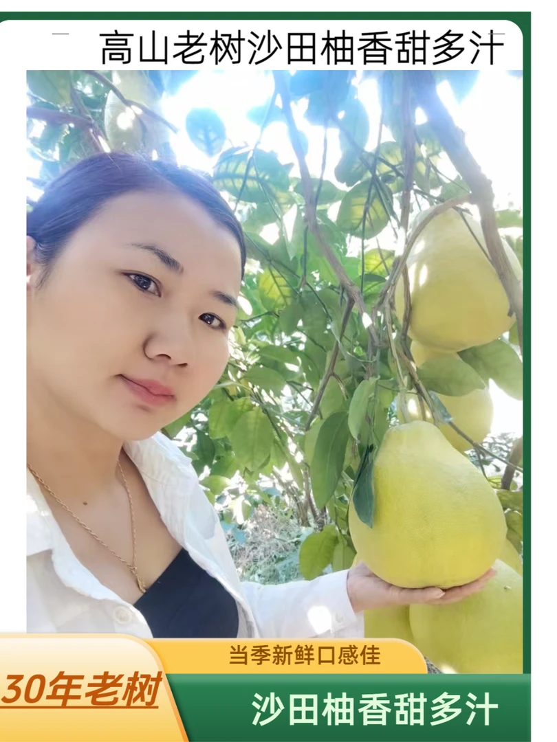 （广东省）正宗梅州沙田柚新鲜多汁香甜可口当季水果高山老树果
