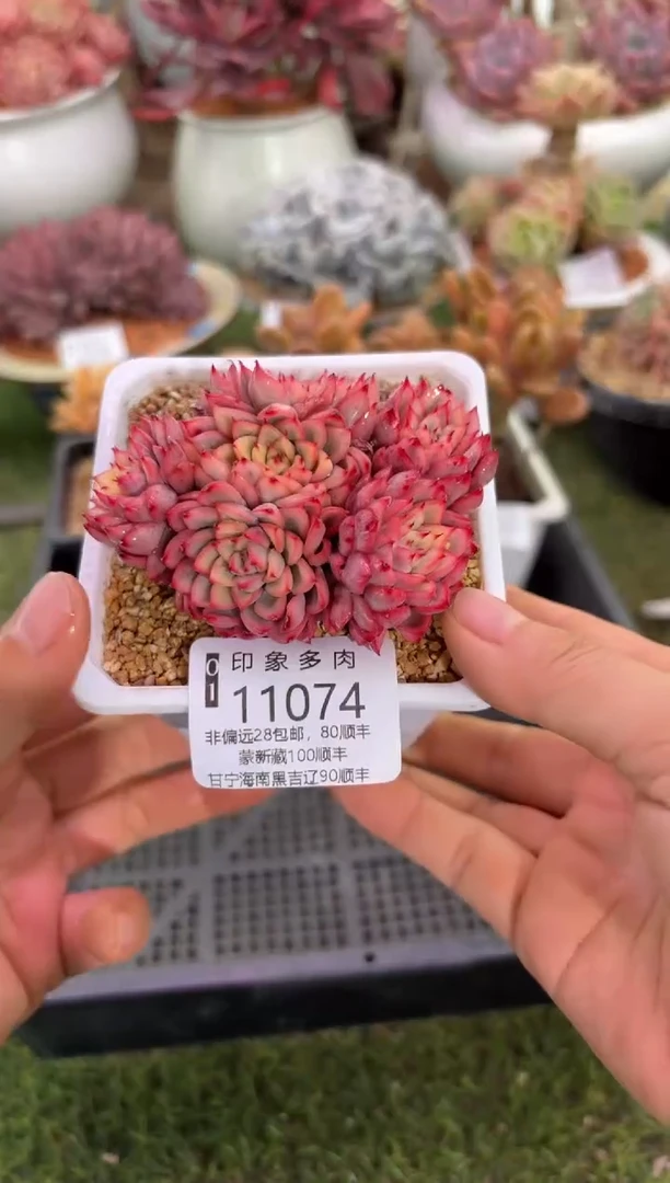 【闪购商品】11074