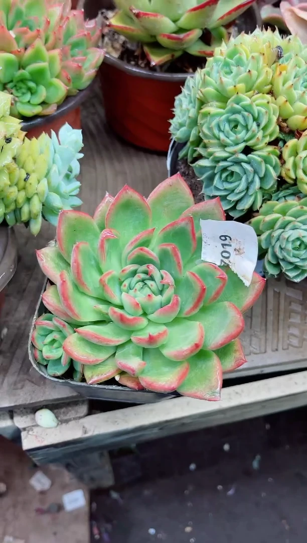明**我17019多肉植物一物一拍