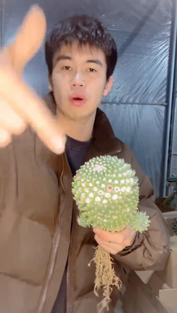 【闪购商品】实生根 雪糕 不指定带崽