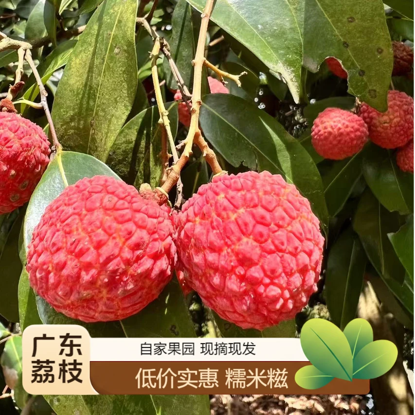 广东老树荔枝新鲜现摘现发怀枝/糯米糍现货当季水果 顺丰包邮