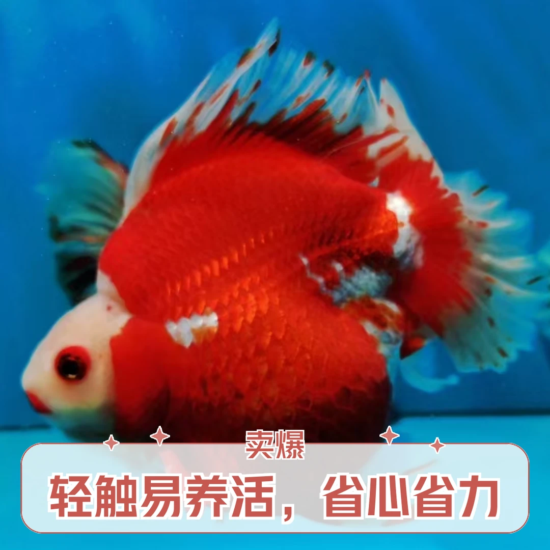 精品兰寿玛丽蝶尾金鱼观赏鱼好养活