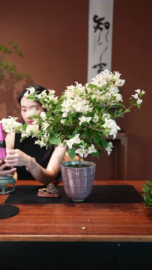 无花朵三角梅盆景盆景盆景