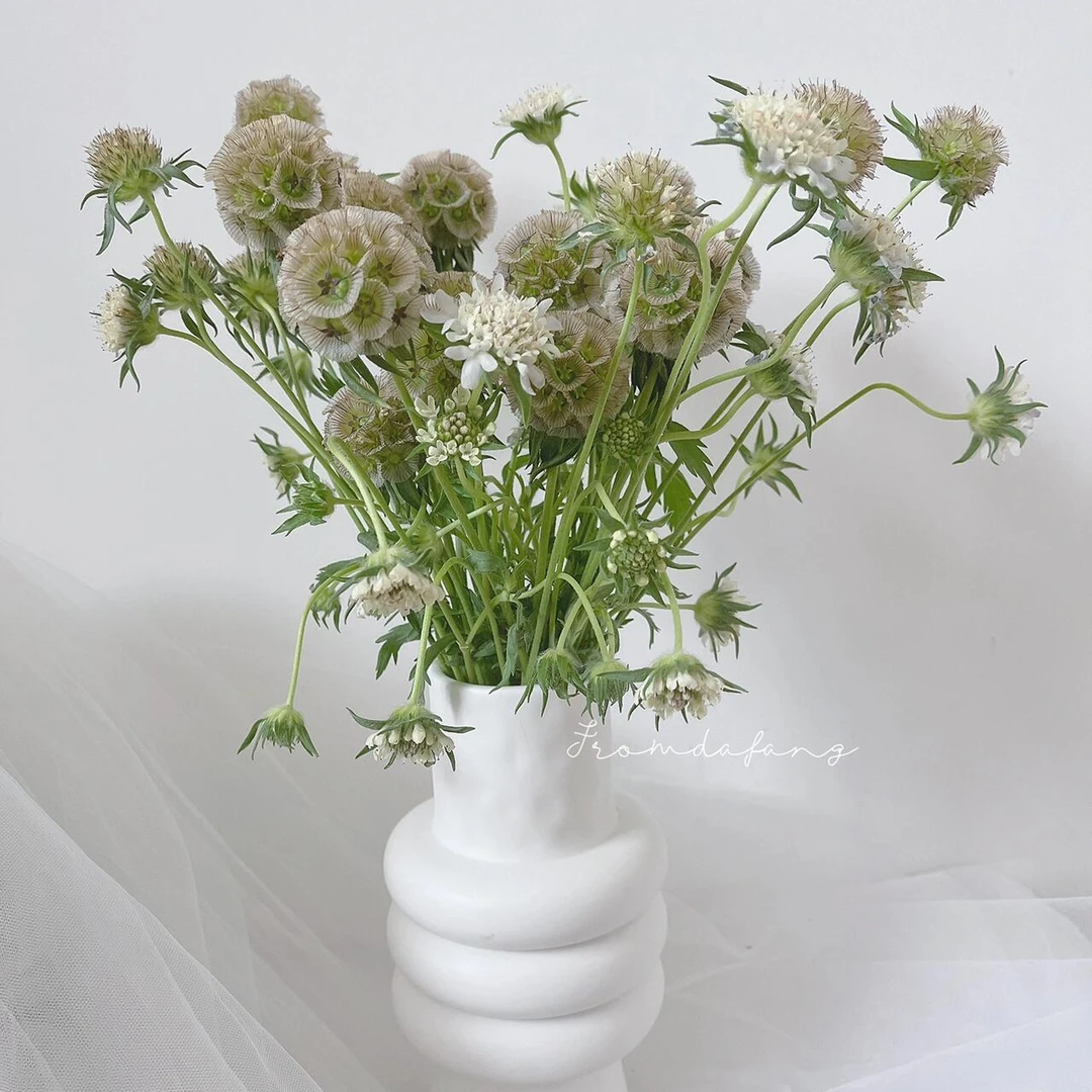 风车果  高品质  稀有花材 可做干花