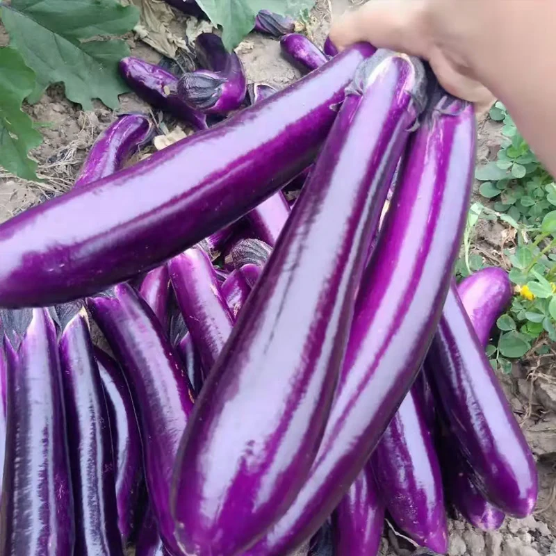 云南露天长茄子新鲜农家自种紫把紫皮长茄当季现摘现发新鲜