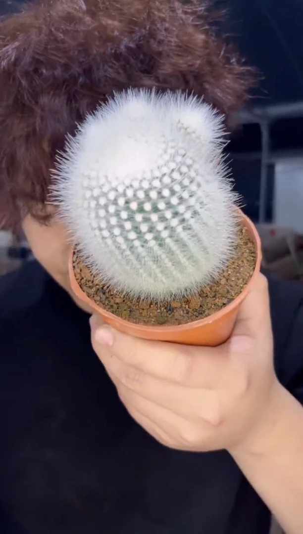 【闪购商品】单头 白小丁