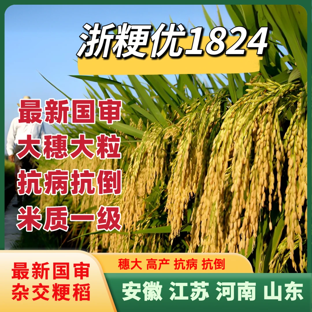 国审杂交粳稻种子浙粳优1824圆粒米高产稳产抗病抗倒米质一级好吃