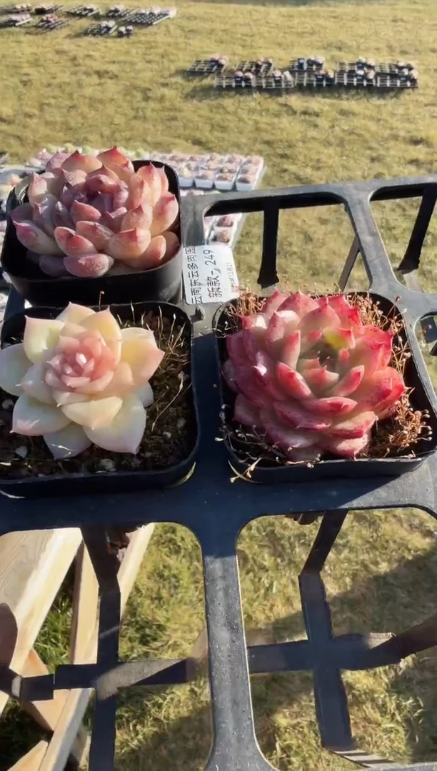 东云多肉园新款-249