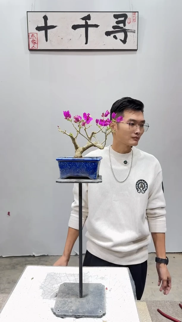 完全开放小叶紫三角梅