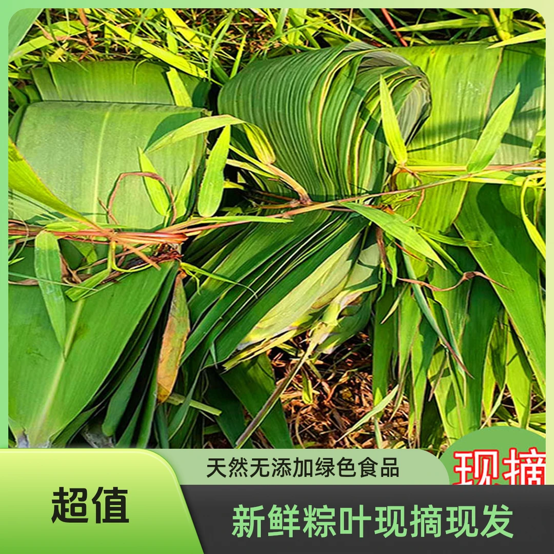 广西批发粽子包粽子专用粽叶叶子批发粽子粽叶粽叶粽叶新鲜大号