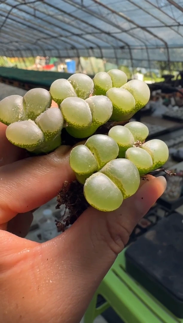 13-88多肉植物一颗