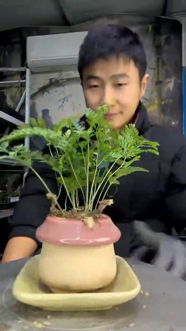 O*中青园艺一物一拍花96