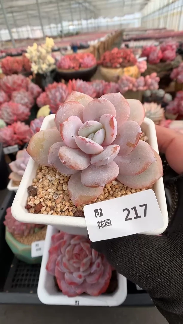 217奶茶一物一拍