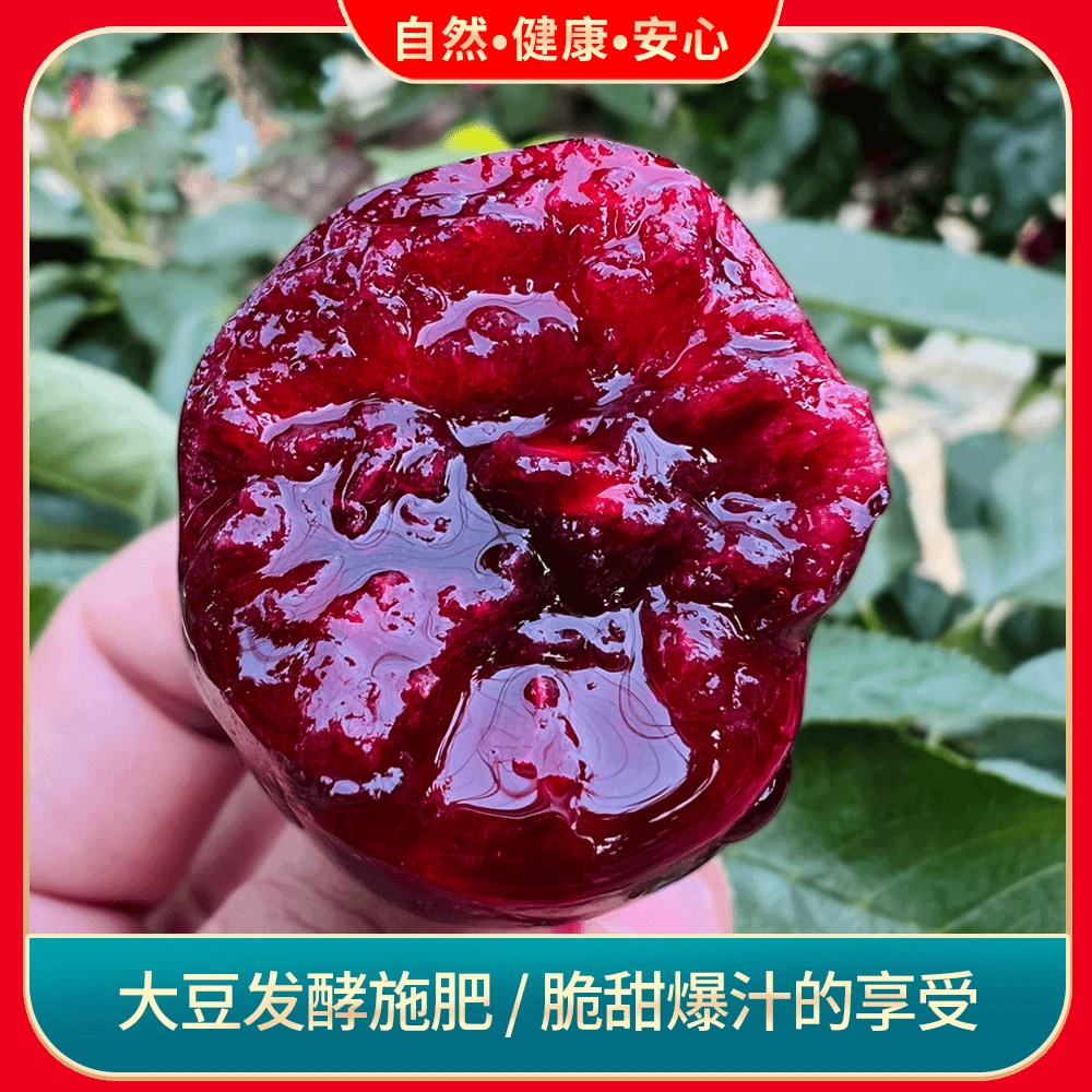 烟台【美早】大樱桃车厘子 孕妇水果 新鲜采摘 产地直发 ys2