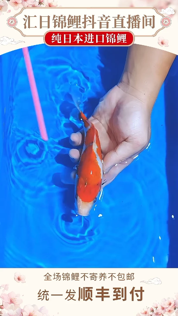 锦鲤浦川红白/大正--A04（锦鲤发顺丰到付）