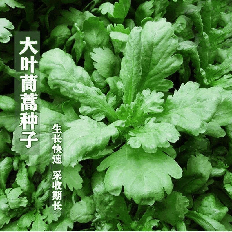 大叶茼蒿种子皇帝菜种子春夏秋冬盆栽阳台四季耐寒高产农家青菜种