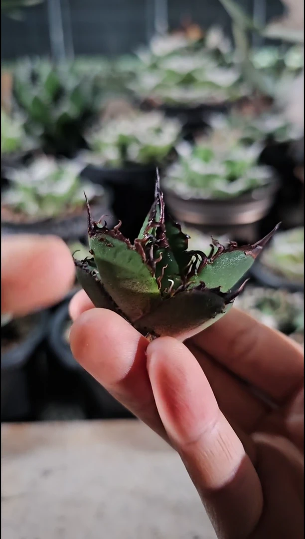 【绿肌籽播实生】顶芽 (直播竞拍 一分钟后结束 基因保证非组培)