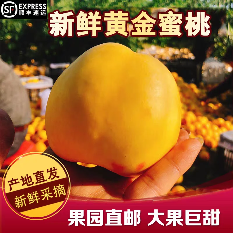 顺丰包邮丹东黄金蜜桃黄油桃新鲜当季水果芒果桃软硬皆吃先摘先发
