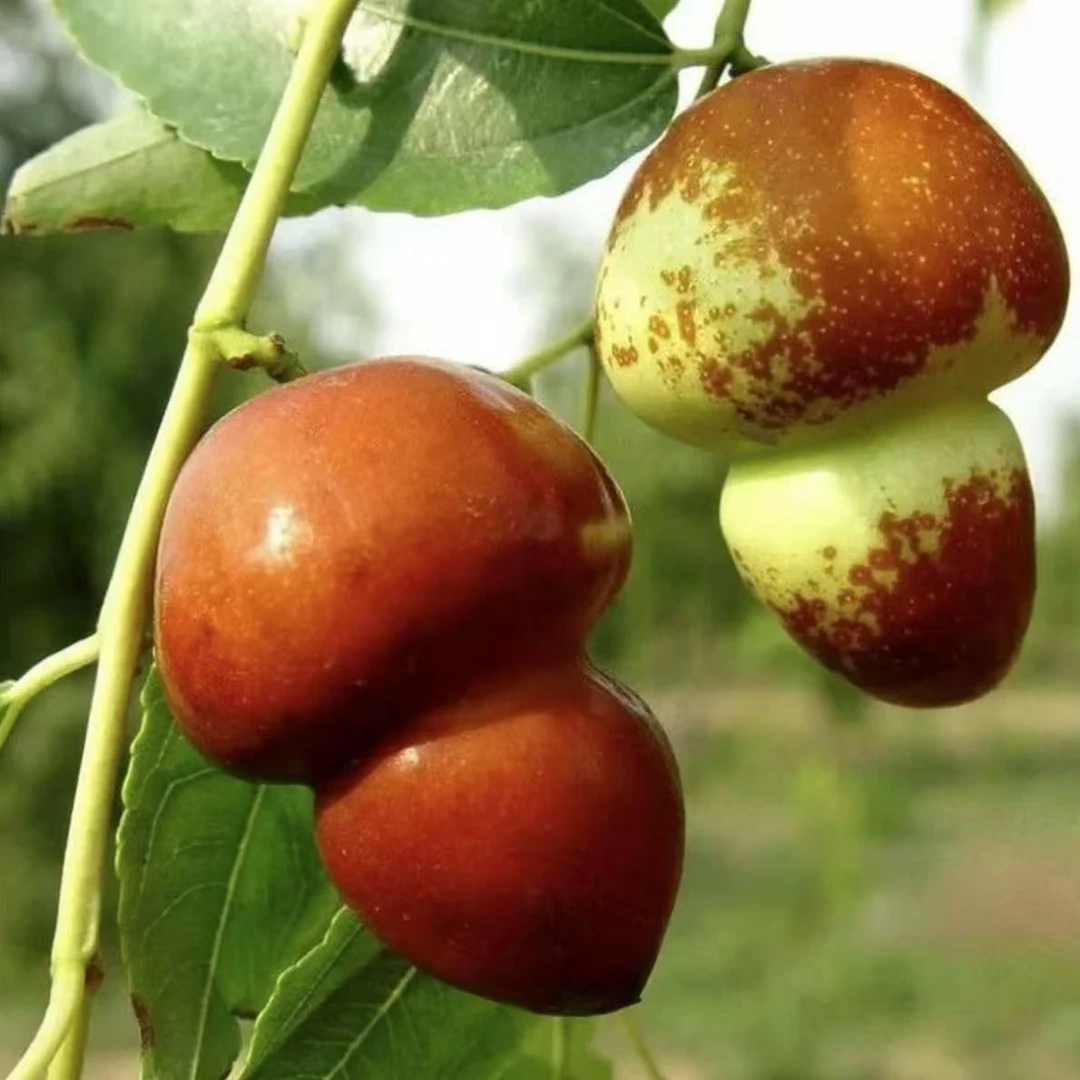 葫芦枣苗 脆甜冬季葫芦枣脆甜无渣南方北方种植庭院 枣树果树苗