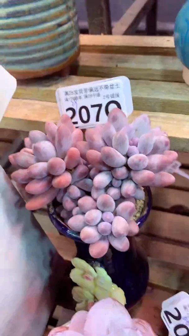 207Q（一物一拍，精品多肉，所见即所得 ）