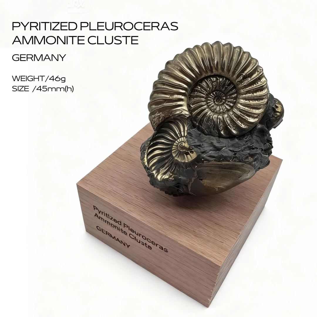 【德国/黄铁矿化菊石群】矿物标本摆设矿标收藏