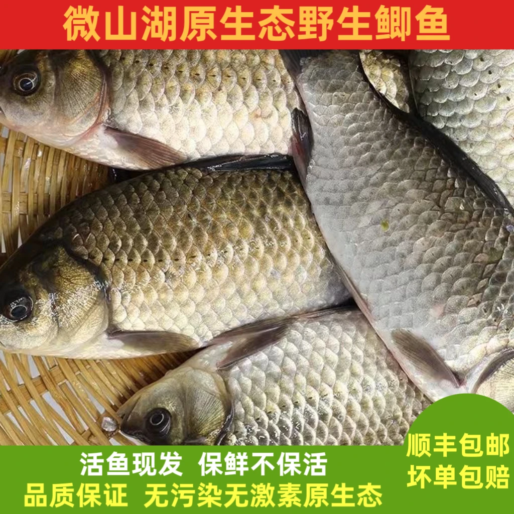 炸鱼糟鱼小号野生鲫鱼活鱼现杀月子孕妇炖汤包邮补钙